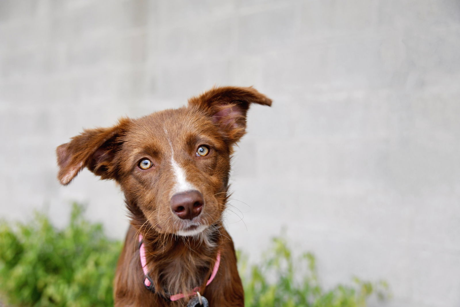 adoptable Dog in Sandy, UT named Effy