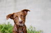 adoptable Dog in , UT named Effy