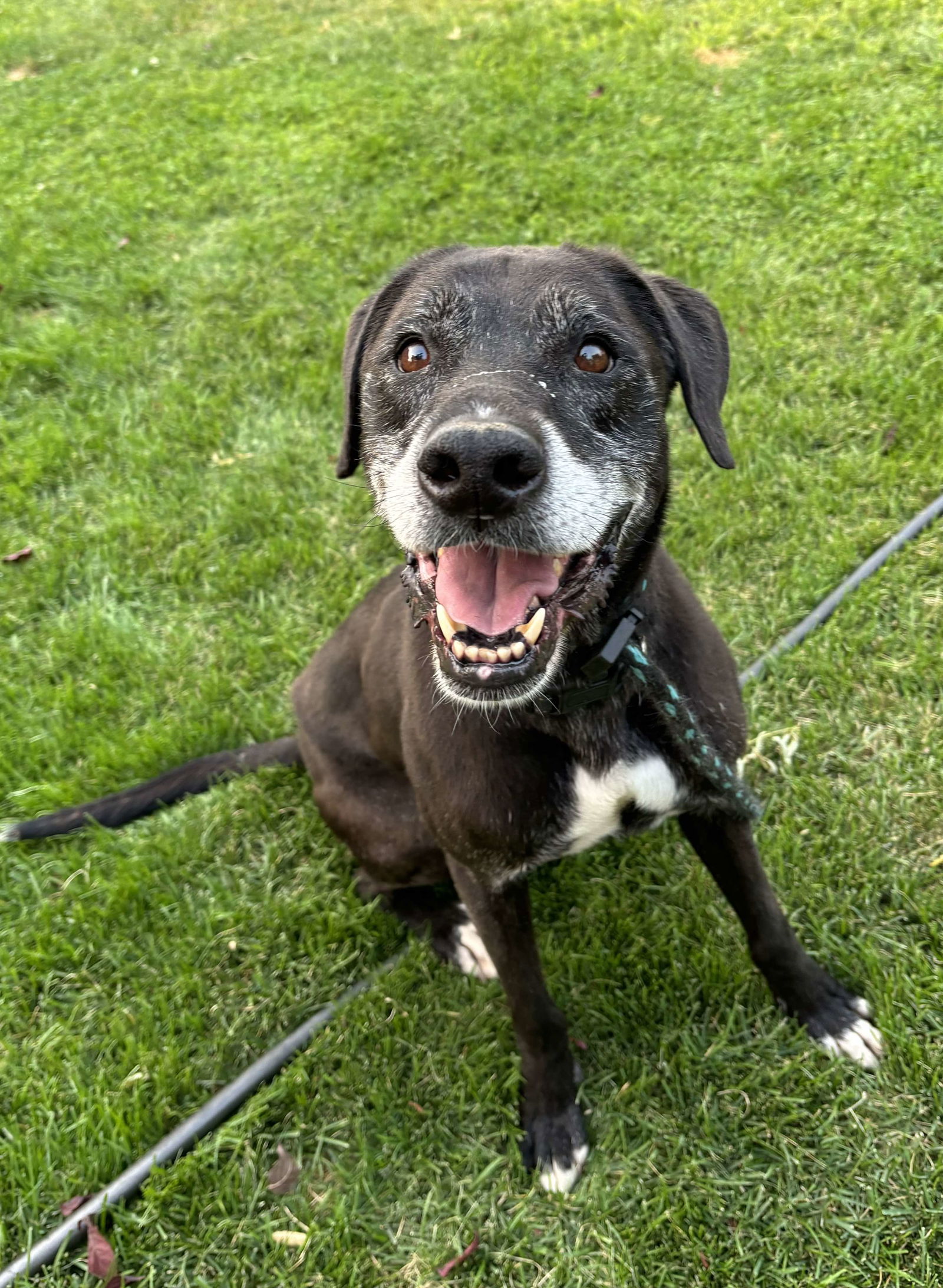 adoptable Dog in Sandy, UT named Gamble