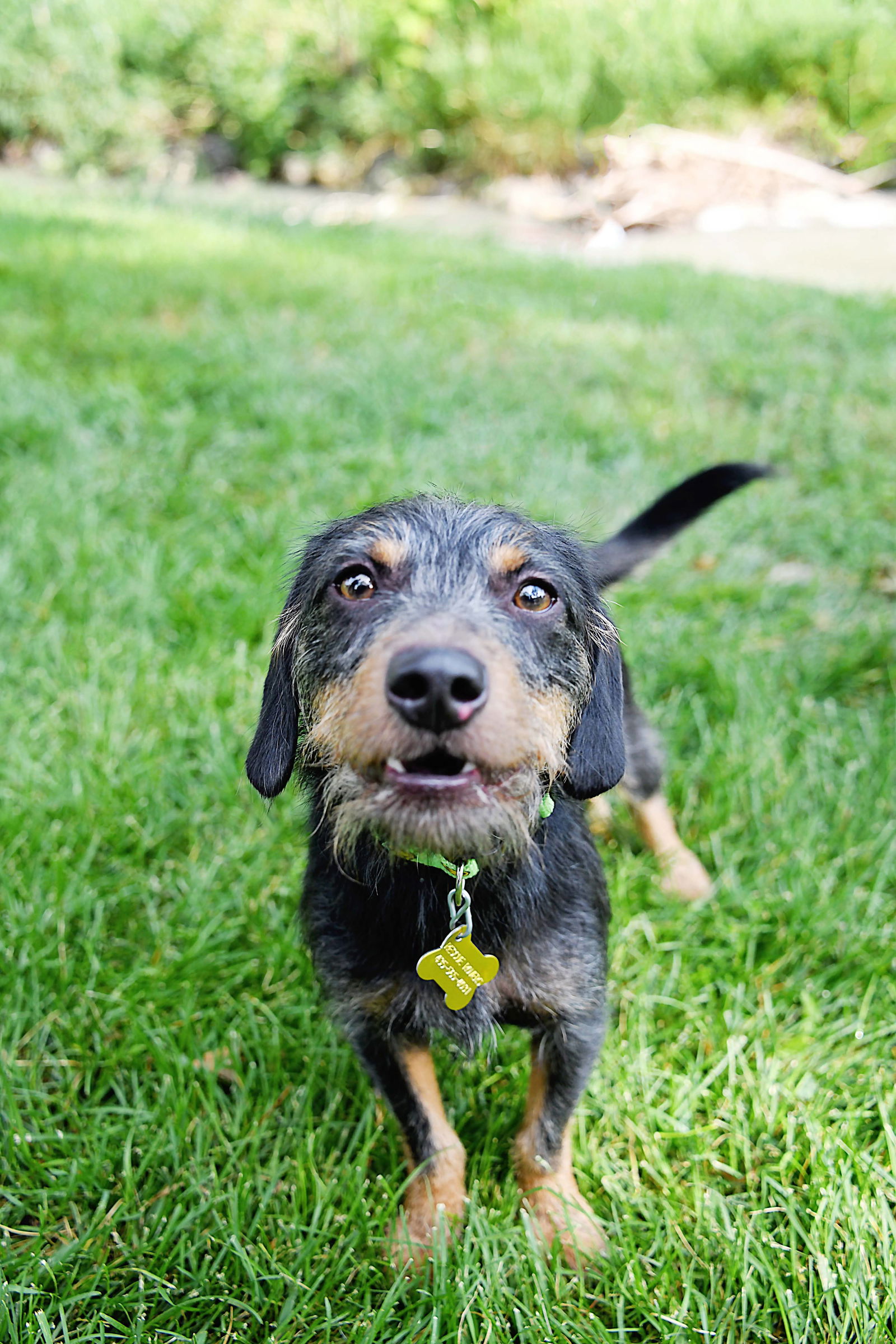 adoptable Dog in Sandy, UT named suddenly seymour