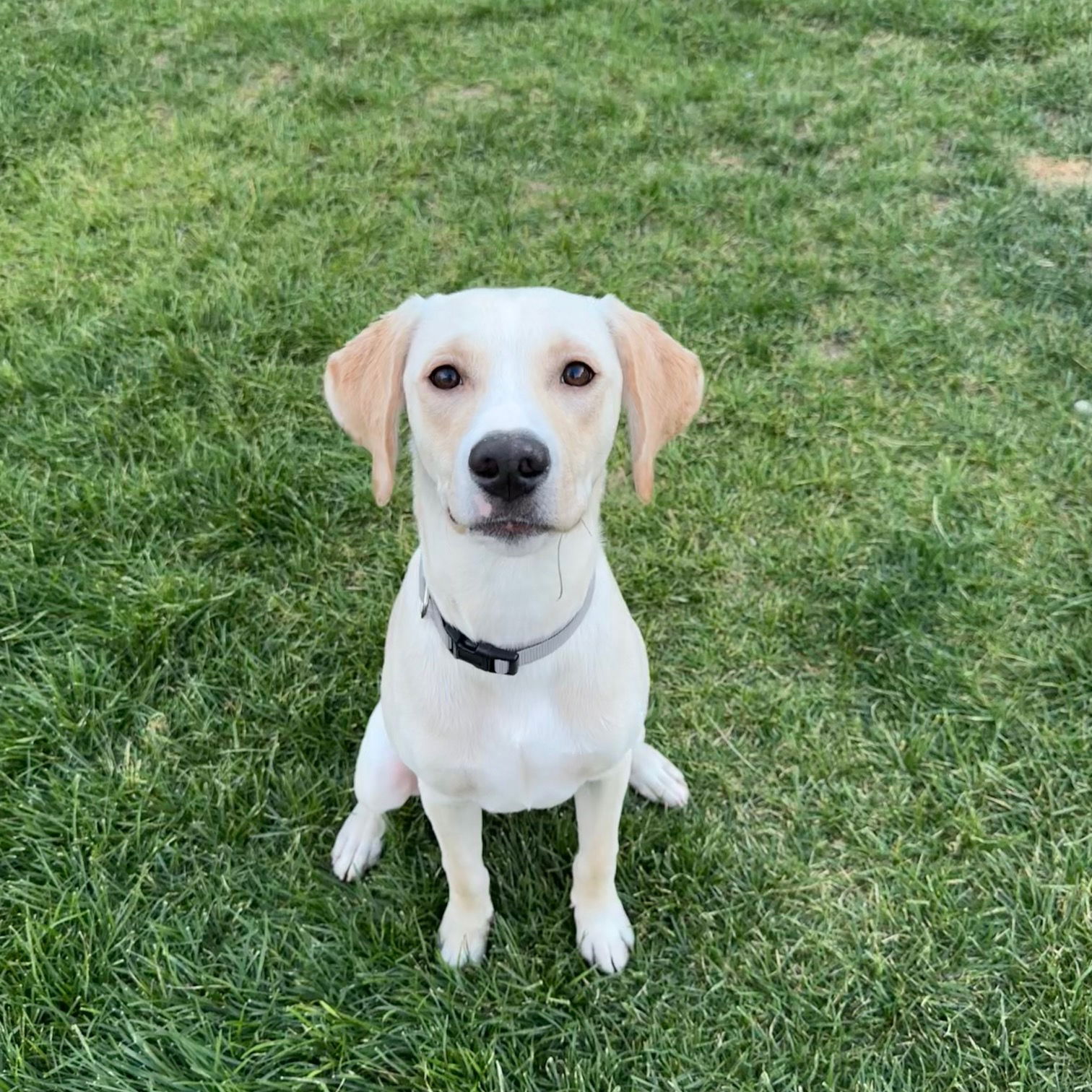 adoptable Dog in Sandy, UT named Ovie