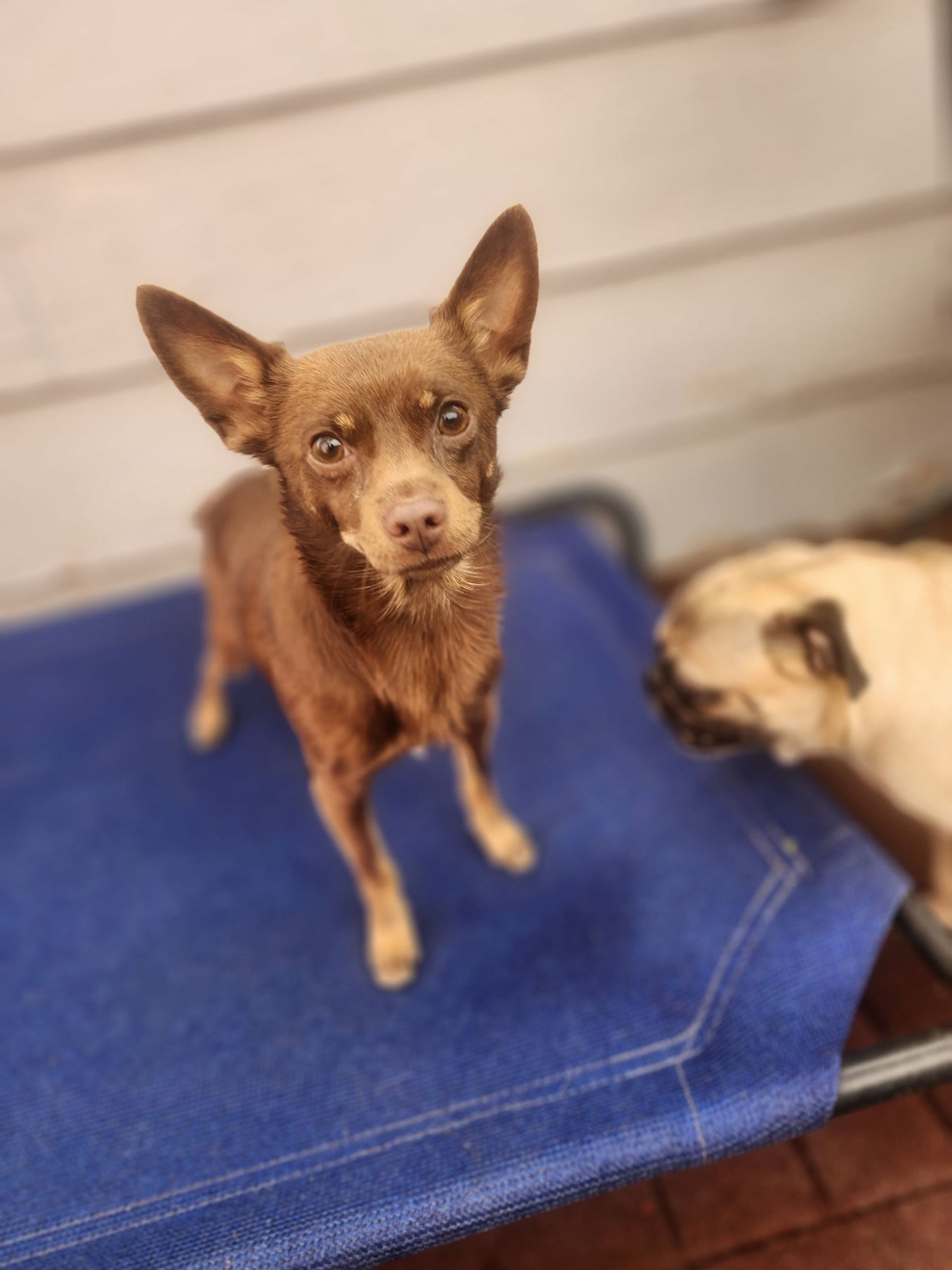 adoptable Dog in Sandy, UT named Brownie Prince