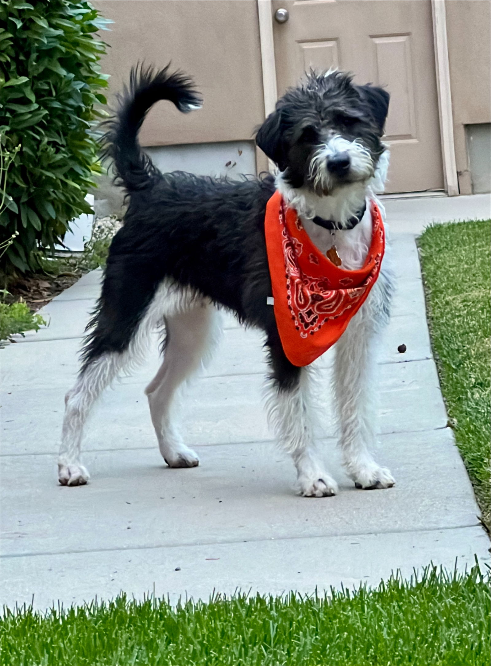 adoptable Dog in Sandy, UT named Jammin Gemma