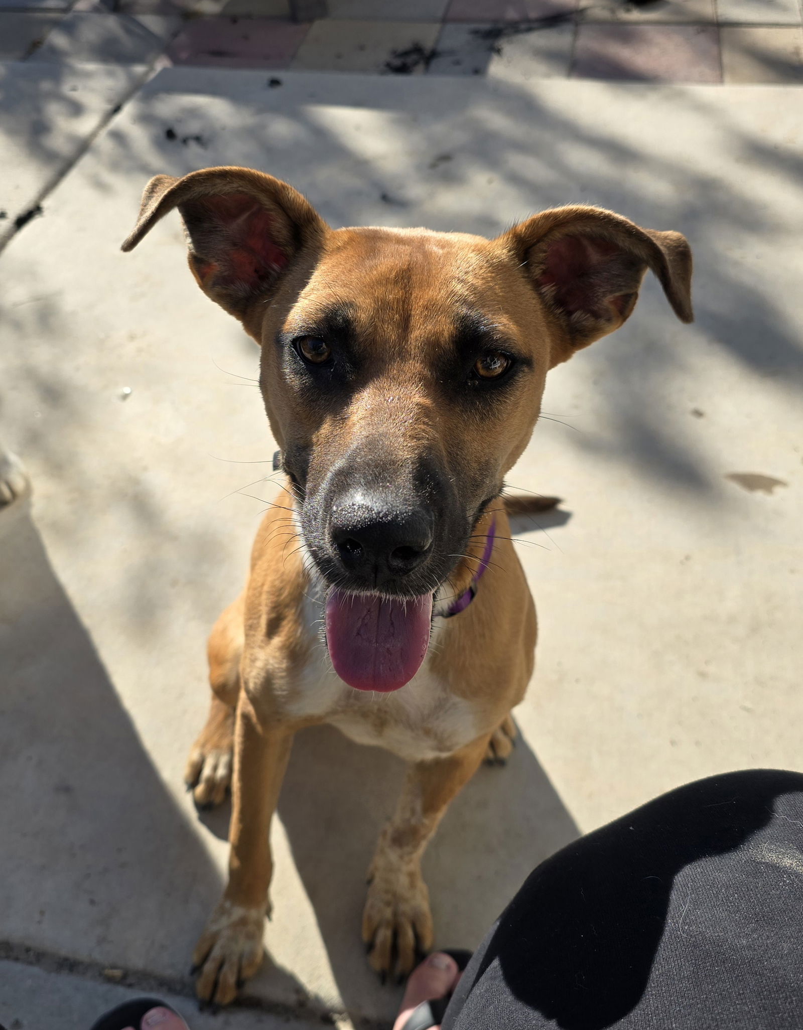 adoptable Dog in Sandy, UT named Lissa