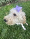 Winnie Girl
