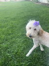 Winnie Girl