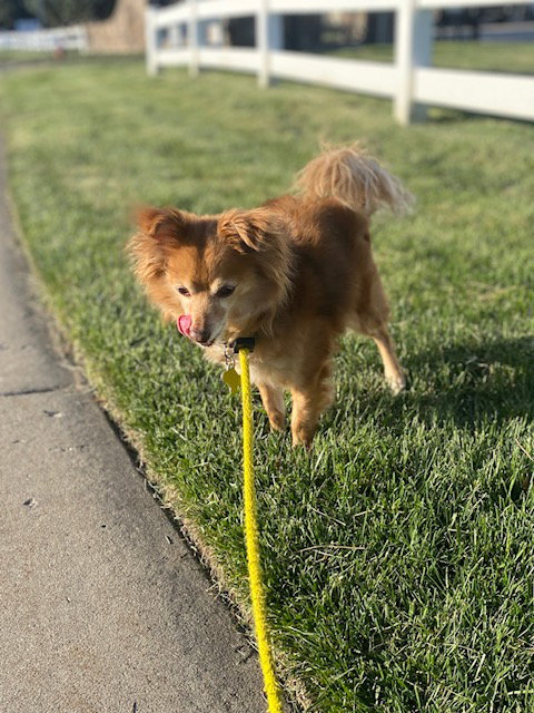 Fauxy
