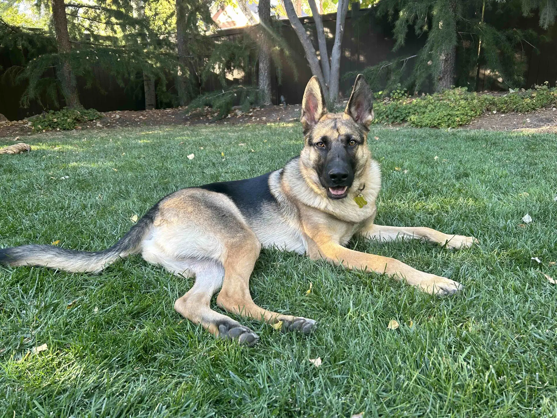 My Tye - German Shepherd Dog