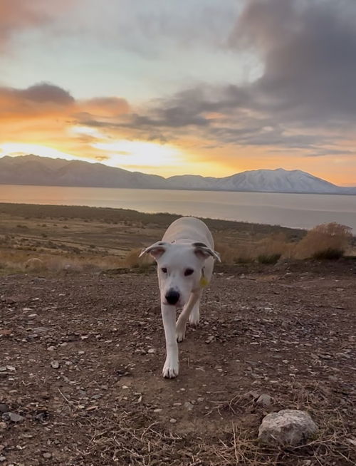 picture of the dog needing adoption