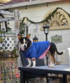 Maddie Poppins