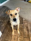 Brinkley