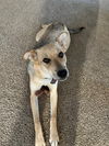 Brinkley