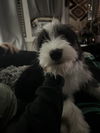 Oliver McTwist