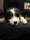 Oliver McTwist