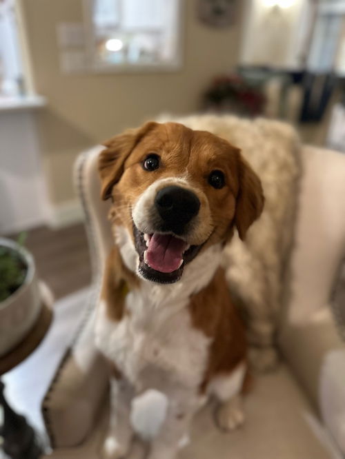 O'Malley