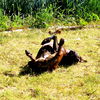 Foxee