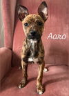 Aaro