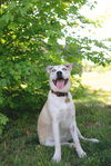 Bindi Roo