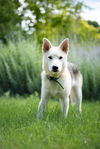 White Fang