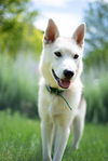White Fang