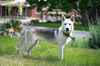 White Fang