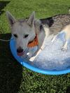 White Fang
