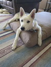 White Fang