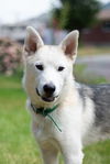 White Fang