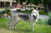White Fang