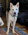 White Fang