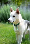 White Fang