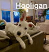 Hooligan