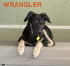 Wrangler