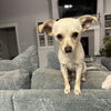 Little Rascal