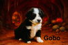 Gobo Fraggle