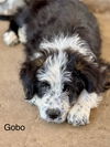Gobo Fraggle