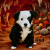 Red Fraggle