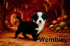 Wembley Fraggle