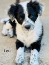 Lou Fraggle