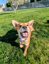 Araya Sunshine