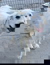 Dafne