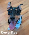 Remy Roo