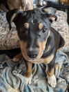 Remy Roo