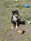 Remy Roo