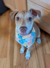 Sweet Mele