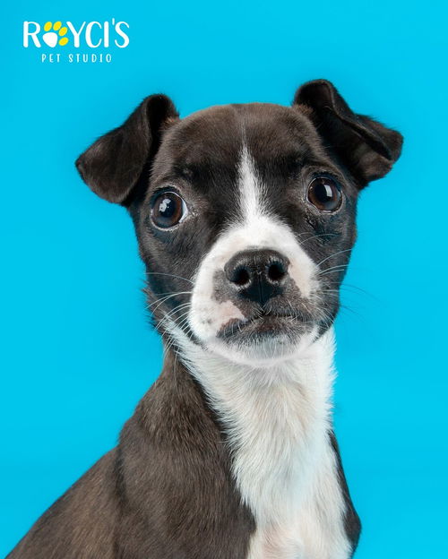 Baby Boston