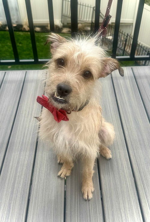 Oliver Scruff