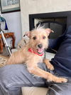 Oliver Scruff