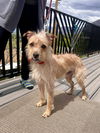 Oliver Scruff