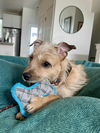 Oliver Scruff